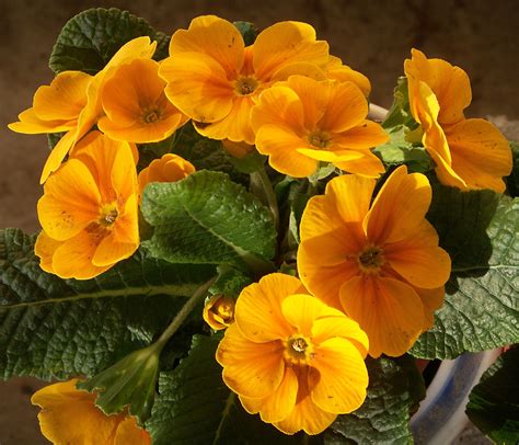 Primrose Pow! | Yellow, yelling with great power and verve, … | Flickr