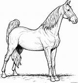 Mare Horse Coloring page Printable sketch template