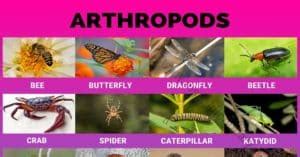 Arthropods: 24 Popular Arthropods Found in Gardens & Field Crops - Visual Dictionary