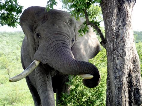 Elephant, Kruger National Park, South Africa | OLYMPUS DIGIT… | Flickr