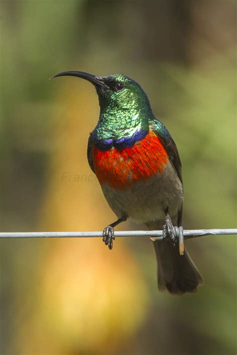 Greater Double-collared Sunbird - Sani Pass - South Africa… | Flickr