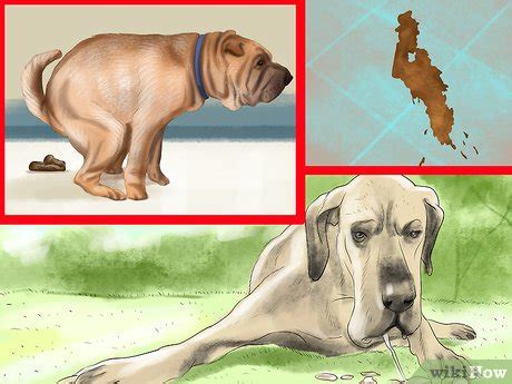 How to Spot Signs of Pancreatitis in Dogs: 9 Steps (with Pictures)