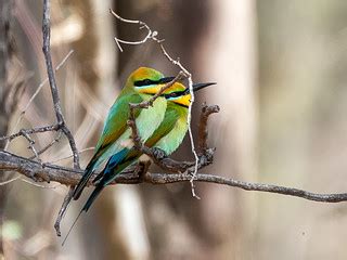 Rainbow Bee-eater (Merops ornatus) | Chiltern, Victoria, Aus… | Flickr