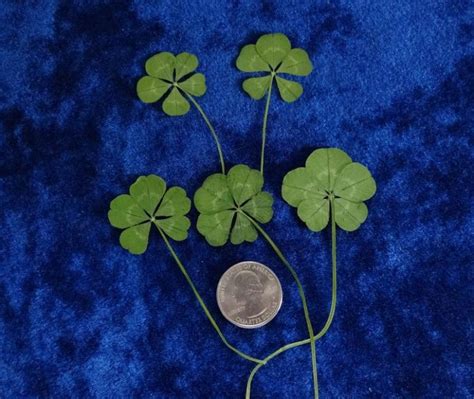 5 leaf clovers blue with quarter – Kuster Clovers