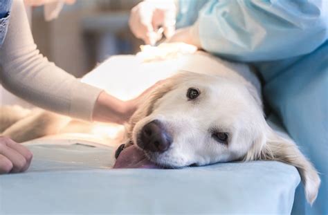 7 Ways to Prevent and Treat Canine Knee Injuries | PetMD