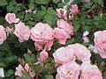 Rosa 'St. Helena' - Wikimedia Commons