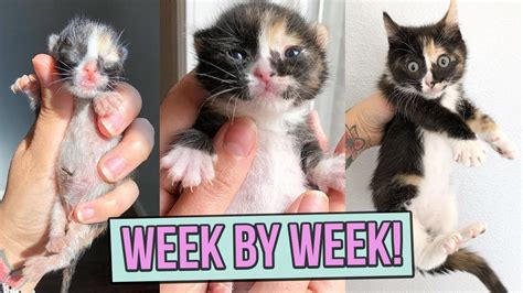 Video: The Growth of Kittens Week by Week