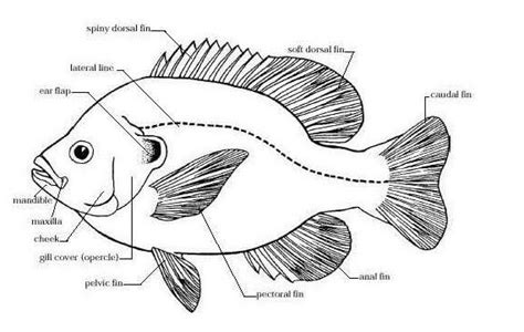 Morfologi Ikan Nila,vitamin,budidaya,manfaat,vitamin,harga,khasiat,asal