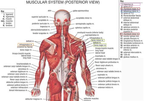 Human&Animal Anatomy and Physiology Diagrams: Lower Back Anatomy Muscles