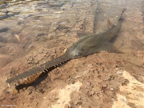 Sawfish Conservation Society