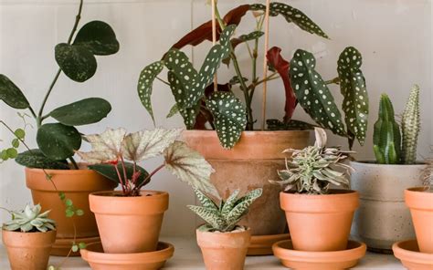Ornamental Plants Benefits For Health And Well-Being | Nicole's Natural
