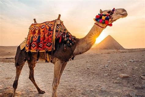 2023 Pyramids camel ride provided by Pyramids Camel Ride