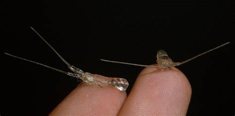 'Tailing' spiny lobster larvae to protect them