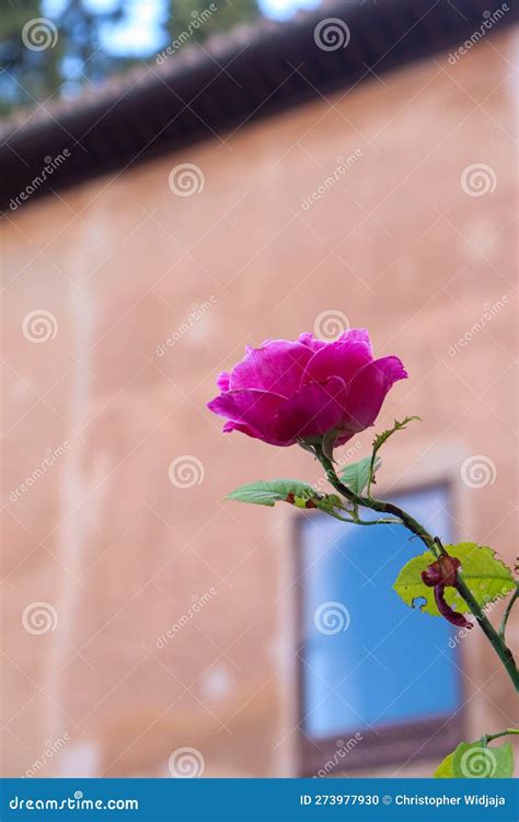 Close Up Picture of Pink Rose with Long Stem Stock Photo - Image of ...