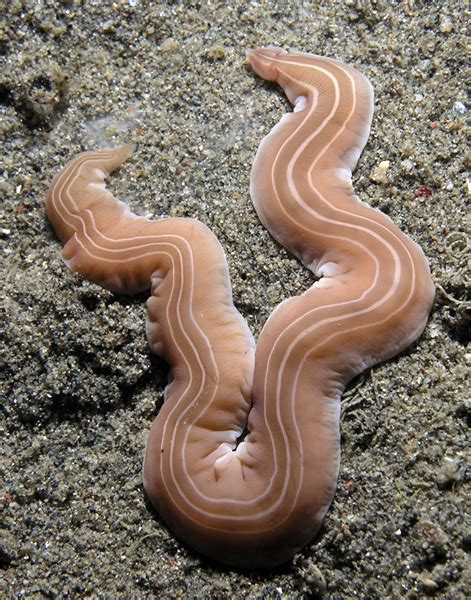 Ribbon Worms (Scour project - identified species from samples ...