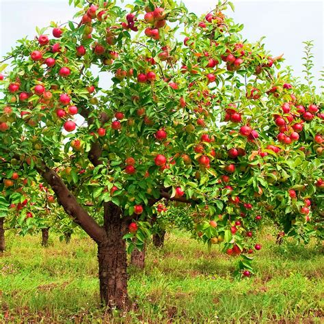 Garden to Table | Organic Apples | Garden Variety