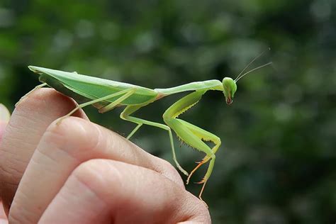 Can Praying Mantis Change Colors? Check Out Their Camouflage Abilities ...