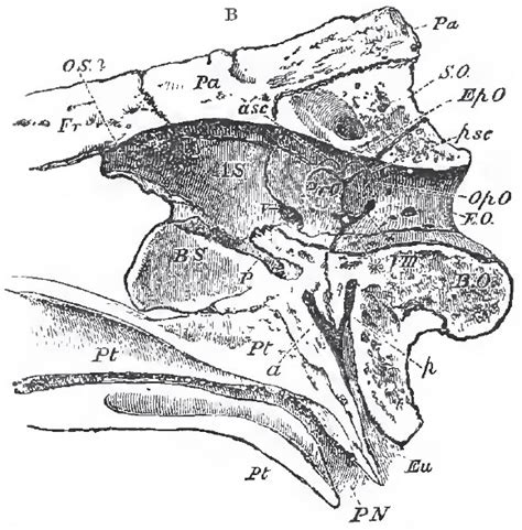 The Crocodilia | The Classification and the Osteology of the Reptilia