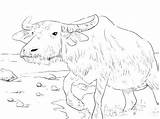 Ox Coloring Page At GetColoringscom  Free Printable Colorings Pages sketch template