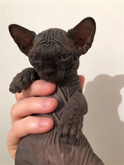 SPHYNX KITTENS FOR SALE-BLACK SPHYNX KITTENS- -ELF SPHYNX KITTENS ...