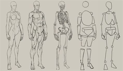 AnatoRef | Figure drawing tutorial, Human anatomy drawing, Anatomy sketches