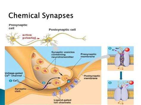 PPT - Chapter 48 - Neurons, Synapses and Signaling PowerPoint Presentation - ID:2010332