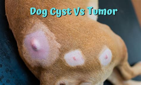 Dog Cyst Vs Tumor || Know all about dog health - Dogs Care Tips