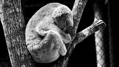 Greyscale Photography of Koala in Between Tree Trunks · Free Stock Photo