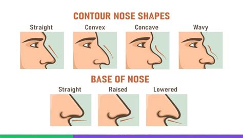 Different Nose Shapes and Their Characteristics - Floramedtour