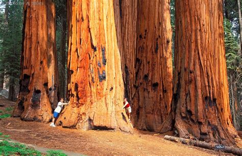 Sequoia National Forest, CA | Mammutbaum, Sequoia nationalpark, Baum fotografie