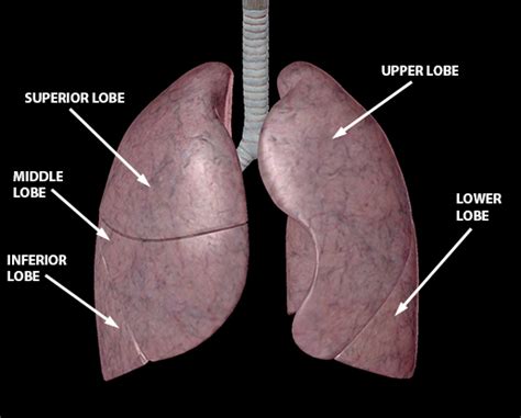 Anatomy and Physiology of the Lower Respiratory System