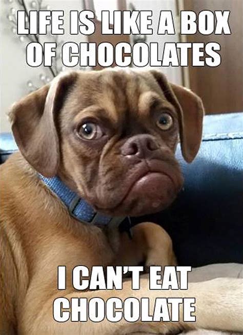 The 10 Best Memes of 'Grumpy Dog'