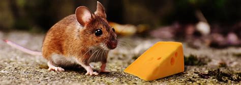 Do mice really like cheese: Fact or Fiction? | EarthKind