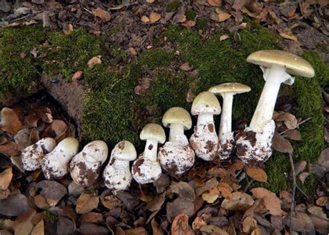 Most dangerous mushroom: Death cap is spreading, but poisoning can be treated.