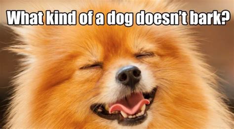 15+ Best Pomeranian Memes | Pet Reader