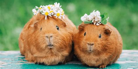 Top 10 Reasons Why Guinea Pigs Are Cute