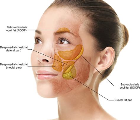 Buccal Fat: Everything You Should Know About This Procedure