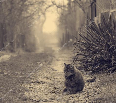 Lonely cat — Stock Photo © Odyvan #54896787