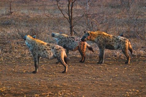 Hyena pack hunting | IMG01675 | Arno Meintjes | Flickr