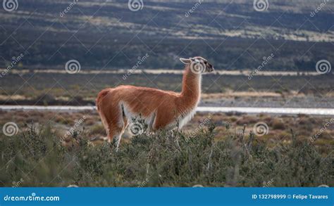 Wildlife and Nature at Parque Torres Del Paine, Chile, Patagonia Stock Image - Image of outdoors ...