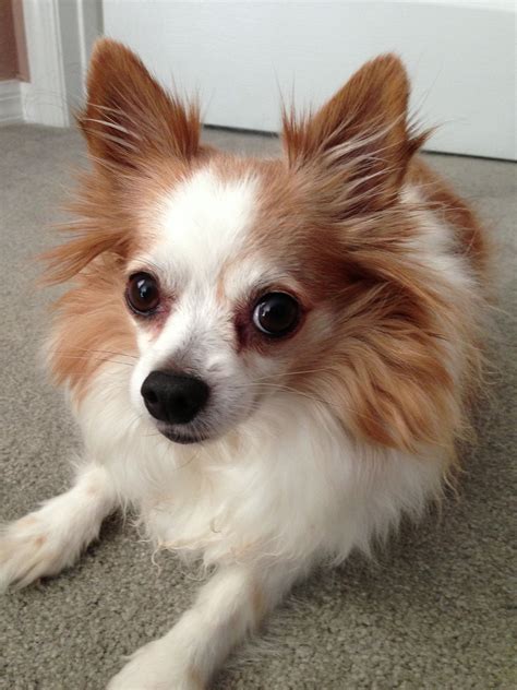 25+ What Is A Long Haired Chihuahua Pic - Bleumoonproductions