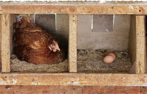 When Do Chickens Start Laying Eggs Breeds And What To Expect