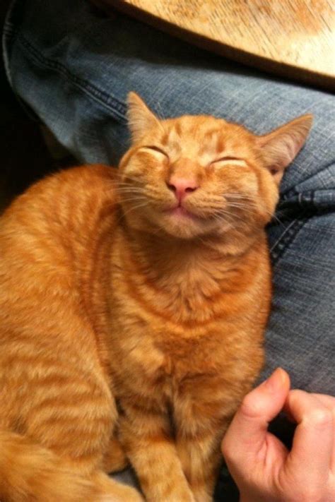 Orange cats, man. They're the best. | Orange cats, Orange tabby cats, Cute animals
