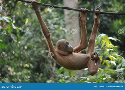 Bald orangutan in Borneo stock photo. Image of centre - 43483792