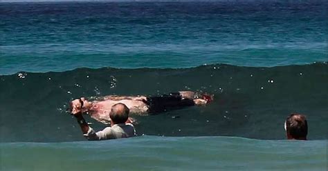 South Africa shark attack: Michael Cohen obsessed by swimming with the predators in attack ...