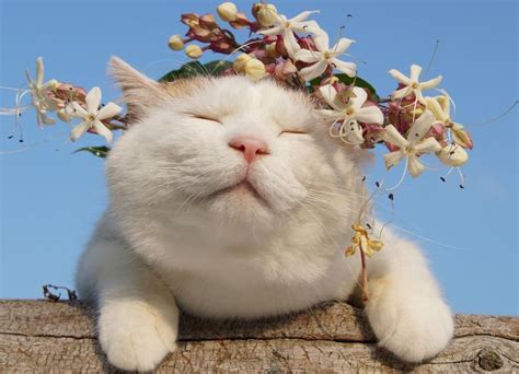 Springtime Shironeko Pics Of Cute Cats, Cat Pics, Cool Cats, Fluffy Animals, Kittens Cutest ...