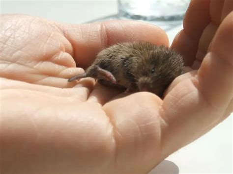 Common Vole - Facts, Diet, Habitat & Pictures on Animalia.bio