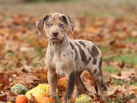 Can Catahoulas Climb Trees? (All You Need to Know)