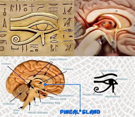 How to Decalcify Your Pineal Gland and Why You Should - The Art of Unity