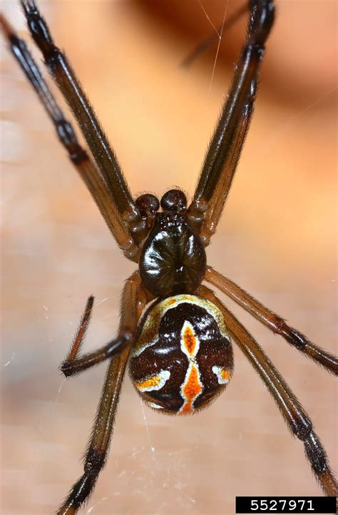 Western black widow (Latrodectus hesperus)